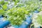 Coriander planting Water Hydroponics