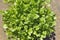 Coriander plants in a pot