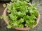 Coriander plants in a pot, in the rainy Day.