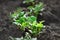 Coriander Seedling with first true leaf. Closeup, selective focus