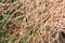 coriander seeds on branches. Growing cilantro in the garden. Aromatic seasoning