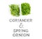 Coriander and spring onion