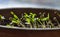 Coriander sprouts in a pot