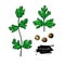 Coriander vector hand drawn illustration set. Isolated spice object. Colorful seasoning.