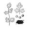 Coriander vector hand drawn illustration set. spice obj