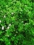 coriander white flowers in garden smell

green natural.