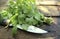 Coriander on a wooden table