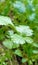 Coriander worms image and best coriander plant