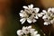 Coriandrum Sativum flowers in the garden