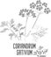 Coriandrum sativum plant contour vector illustration