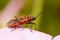 Corizus hyoscyami - A plant bug.