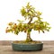 Cork bark elm Ulmus bonsai deciduous tree