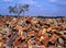 Cork oak bark, Portugal.