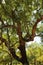 Cork oak forest in Arrabida Mountains