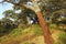 Cork Oak Forest, Los Alcornocales Natural Park, Spain