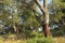 Cork Oak Forest, Los Alcornocales Natural Park, Spain