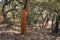 Cork oak groves in a national park