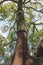 Cork oak with partially removed bark in the region of Fatima