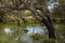 cork oak Quercus suber On the `Giara di Gesturi`Italy