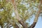 Cork Oak Tree