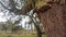 A cork oak tree forest in Portugal Quercus Suber