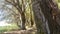 Cork Oak Tree Forest Summer Day