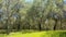 Cork Oak Tree Forest Summer Day