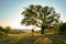 Cork oak tree Quercus suber and mediterranean landscape in evening sun, Alentejo Portugal Europe