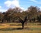 Cork oak trees, Portugal.