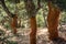 Cork oak trees in Sardinia