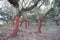 Cork oaks, cork-producing trees, CÃ¡diz, Southern Spain