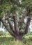 Cork tree without the bark, which has been removed to make corks for wine bottles, in Quinta Da Lagoalva De Cima, Portugal