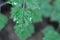 Cork tree, Indian cork tree or Millingtonia hortensis Linn or BIGNONIACEAE
