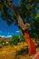 Cork tree trunk with the bark removed