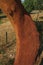 Cork tree trunk with the bark removed