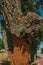 Cork tree trunk with the bark removed