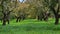 Cork trees, Alentejo, Portugal