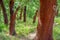 cork trees.  cork removed in 2000. number 0 written on the trunk.