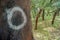 cork trees.  cork removed in 2000. number 0 written on the trunk.