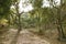 Cork trees forest in Espadan Castellon Spain