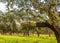 Cork Trees natural resources Landscape in Portugal