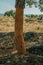 Cork trees trunk with the bark removed for the production of corks