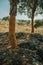 Cork trees trunk with the bark removed for the production of corks