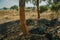 Cork trees trunk with the bark removed for the production of corks