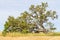 Cork trees in a Wheat plantation in Vale Seco, Santiago do Cace