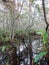 Corkscrew Swamp Sanctuary