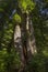 Corkscrew tree
