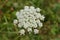 Corky-fruited water-dropwort