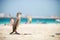 Cormoran bird resting on sunny beach