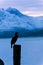 Cormoran bird sits on a pier in winter